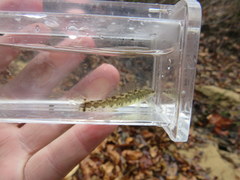 Percina nigrofasciata