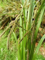 Carex coriacea
