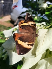 Brassolini