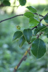 Pyrus communis caucasica