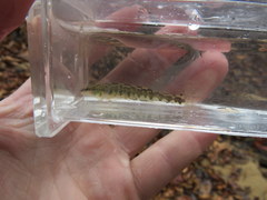 Percina nigrofasciata