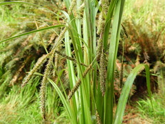 Carex coriacea