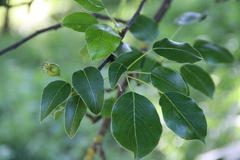 Pyrus communis caucasica