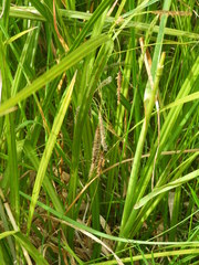 Carex coriacea