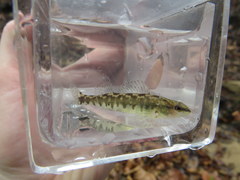 Percina nigrofasciata