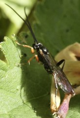 Crypteffigies lanius