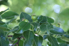 Pyrus communis caucasica