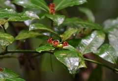 Psychotria nuda