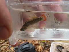 Etheostoma douglasi