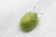 Cassida hemisphaerica