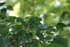 Pyrus communis caucasica