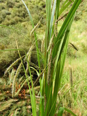 Carex coriacea