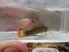 Etheostoma douglasi