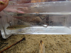 Etheostoma bellator
