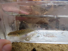 Etheostoma bellator