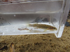 Etheostoma bellator