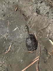 Hydromedusa tectifera