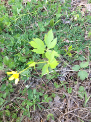 Ranunculus hispidus
