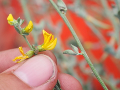 Acmispon procumbens jepsonii