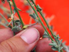 Acmispon procumbens jepsonii