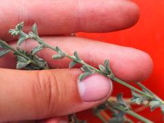 Acmispon procumbens jepsonii