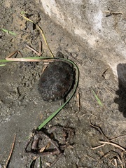 Hydromedusa tectifera