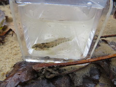 Etheostoma bellator