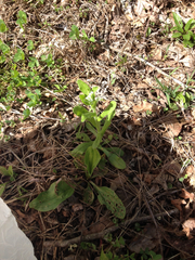 Myosotis macrosperma
