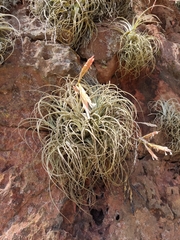 Tillandsia lorentziana