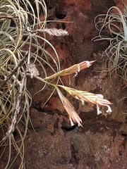 Tillandsia lorentziana