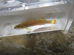 Etheostoma artesiae