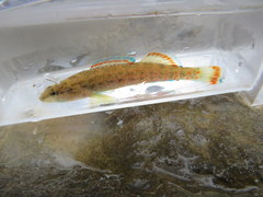 Etheostoma artesiae