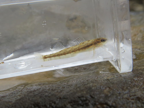 Blackbanded darter (Percina nigrofasciata) — Percidae — 5