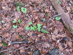 Arnoglossum reniforme