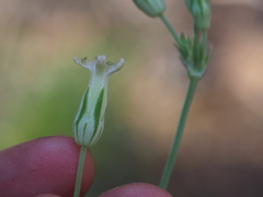 Silene aperta