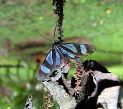 Metastatia azurea