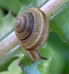 Praticolella griseola