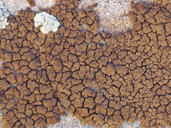 Endocarpon pallidulum