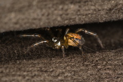 Steatoda nobilis