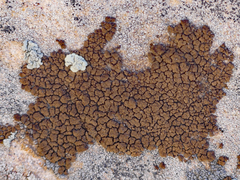 Endocarpon pallidulum