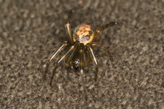 Steatoda nobilis