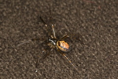 Steatoda nobilis