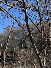 Staphylea trifolia
