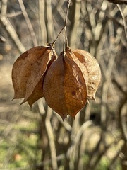 Staphylea trifolia