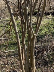 Staphylea trifolia