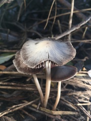 Fungi