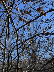 Staphylea trifolia
