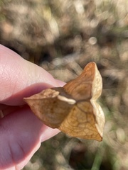 Staphylea trifolia