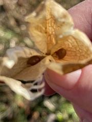 Staphylea trifolia