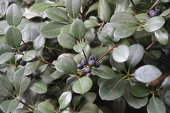 Rhaphiolepis umbellata